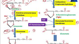 Histidine Metabolism Histidine catabolism Figlu test Formimino Tetrahydrofolate [upl. by Monteria888]