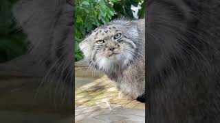 🎉 Happy 10th birthday to our grumpiest Pallass cat Jethro 🎉 manul fluffy grumpy [upl. by Ellinad]