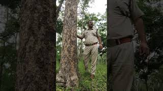 Boswellia Serrata  Salai Tree [upl. by Marou]