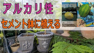 レモンの植え替え動画、マイヤーレモンとピンクレモネードの苗をアルカリ性のセメント植木鉢に植え替える。果たして成長は大丈夫かな？梅雨の天の恵みの雨と土公神様の土用期間のお仕事にお任せする。本当の菌の働き [upl. by Giulietta670]