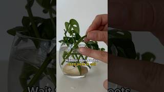 Monstera Adansonii Propagation Tips Multiple Monkey Leaf 🌱 shorts [upl. by Orelle]