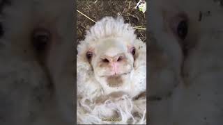 Oveja Sorprendiendo 🐑🤣 Final inesperado 🙊😂 [upl. by Bathilda]