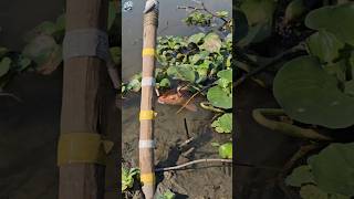 😲Amazing Hook Fishing With Chicken ✅Part8 shorts memancing ayam ikan hooksfishing [upl. by Aicats]