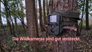 Aufnahmen mit der Wildkamera [upl. by Jarrow]