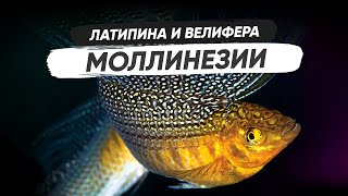 Моллинезия Велифера и Латипинна Содержание разведение кормление [upl. by Lenej]