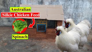 Australian Silkie Chicken Feed  Spinach  Organic Chicken Feed  Birds and Animals Planet [upl. by Timon]