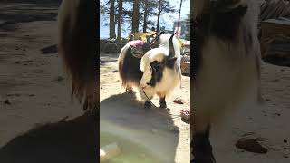 Yak In Mountains ❤️❤️ nature himachal ytshorts shorts youtubeshorts [upl. by Nikita]