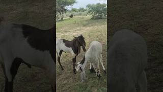 Adorable Goat Love And Heartwarming Moments  GOATLOVE 🐐 [upl. by Achilles]