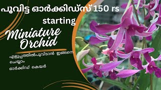 Miniature orchid prize [upl. by Isdnil465]