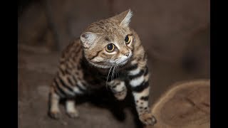 Smitten for Kittens BlackFooted Cats Born at the San Diego Zoo Safari Park [upl. by Bushweller178]