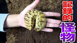 【1000日経っても幼虫まま…】世界最重量のカブトムシの幼虫が化け物過ぎる [upl. by Cordy790]