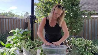 Propagating Pothos in Perlite [upl. by Dnomyar94]