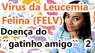 FELV  VÍRUS DA LEUCEMIA FELINA  A DOENÇA DO GATINHO AMIGO PARTE 2 [upl. by Nossaj]