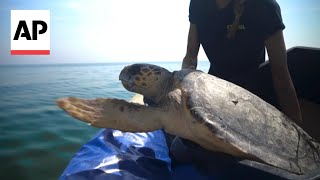 World Sea Turtle Day Injured turtles are nursed back to health in Italy [upl. by Ibbetson]