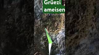 Grüezi Ameisen Ascende8qnature [upl. by Asilanom858]