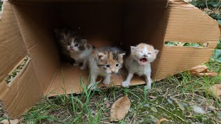 20 Days Old Kitten Rescue Before and After  Whole Story [upl. by Seaman]