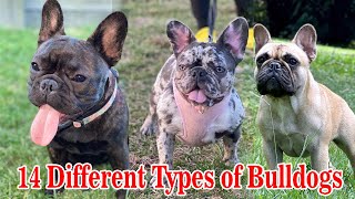 Different Types of French Bulldogs  Dog Types [upl. by Shina]