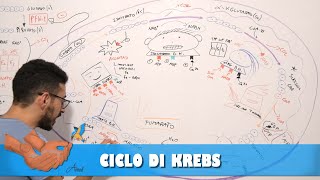 Ciclo di Krebs [upl. by Siloam]