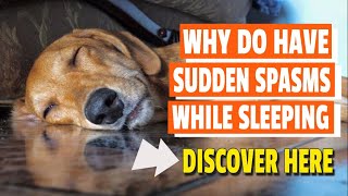 🐶WHY Do Dogs Have Sudden Spasms While Sleeping [upl. by Ninerb274]