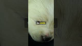 Why Are Puppies Born with Closed Eyes and Ears Find Out [upl. by Jangro110]