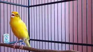 Canary live singing song training canaries bird  canary winged parakeet sounds [upl. by Yrallam786]