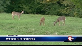 Drivers being warned to remain on the lookout for deer [upl. by Eadahc]