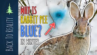 Why is Rabbit Pee BLUE in the Winter [upl. by Rennat]