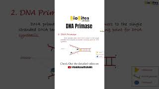 Function of DNA PRIMASE  dna replication bioshorts biovideo biologyshorts dnareplication video [upl. by Norrv105]