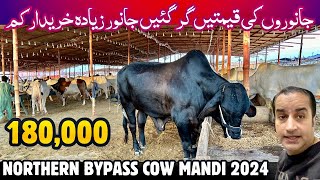 Northern Bypass Cow Mandi 2024 Latest Rates Update  Maweshi Mandi  Eid ul Adha [upl. by Selin529]