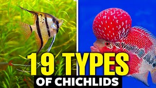 19 Types of Cichlids For Your Aquarium 🐟 [upl. by Aiyot]