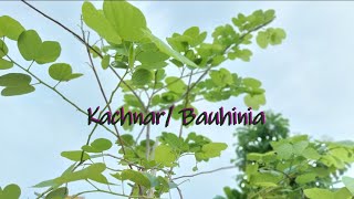 How to grow and care for Kachnar or Bauhinia plant Also known as Orchid tree amp Mountain ebony [upl. by Aneled568]