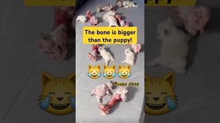 The puppies play with big bones sleep and others eat ♥️♥️♥️ [upl. by Gweneth]