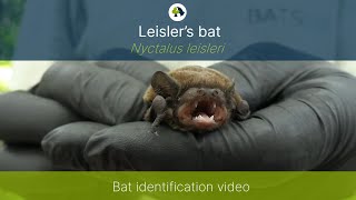 Leislers bat Nyctalus leisleri identification training video [upl. by Sabella]