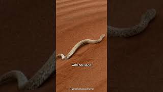 Snakes Good Adaptation in Harsh Deserts  Peringueys Adder [upl. by Eiahpets]