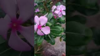 Catharanthus roseus plant periwinkleplant shortsvideo [upl. by Airret]