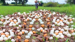 Top UNIQUE pick lots of eggs and snail at field the pick by best hand [upl. by Atiraj]