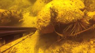 Spearfishing Marathon Key 52712 [upl. by Faustus]