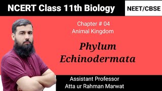 Phylum Echinodermata  Animal Kingdom  NCERT class 11th Biology  NEET  CBSE [upl. by Yliak]