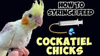 How to syringe feed cockatiel chicks  Rio baby cockatiel hand feeding [upl. by Lrae]