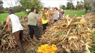 Desfolhada do milho  Husking of the maize [upl. by Arlen]