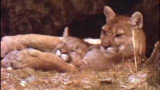 Kittens Gone Wild  Rare Footage of Wild Cougar Kittens [upl. by Finnegan]