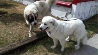 Gigante de los Pirineos Vs Mastín de los Pirineos Mastiff Pyrenean vs Great Pyrenees [upl. by Fates768]