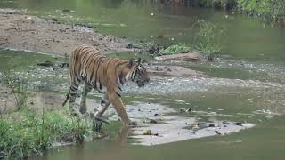 Kabini Jungle Safari  Rare footage of Tiger [upl. by Anes]