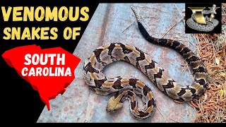 Why South Carolinas Timber Rattlesnakes Are So Unique [upl. by Haiacim]