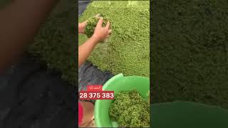 azolla مشروع أزولا أغنام مربيالحماموالدجاج تونس فلاحين [upl. by Enitsua]