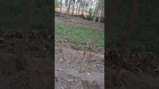 eucalyptus plant ujhari yt ytshorts shortsfeed trending plzdosuporrtmychanlfriends video [upl. by Nonnahc]