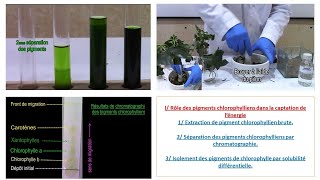 1ere Partie I Rôle des pigments chlorophylliens dans la captation de lénergie [upl. by Enaywd698]