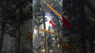 Each Hazard Brings New Challenges safety risk riskmanagement hazard hazardtrees treefelling [upl. by Puna]