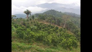 Finca en venta Viota cundinamarca [upl. by Aiselad]