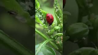 Ladybugs Eating AphidsLadybug to the Rescue🐞 Shorts [upl. by Aimil]